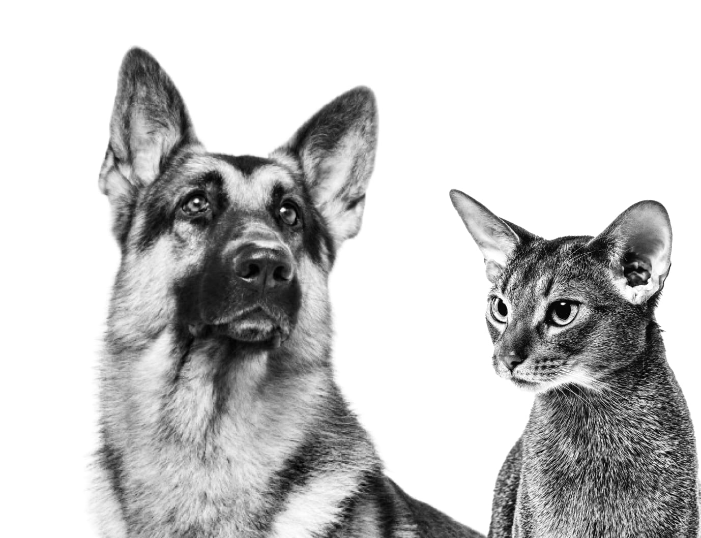 Фото собаки и кошки