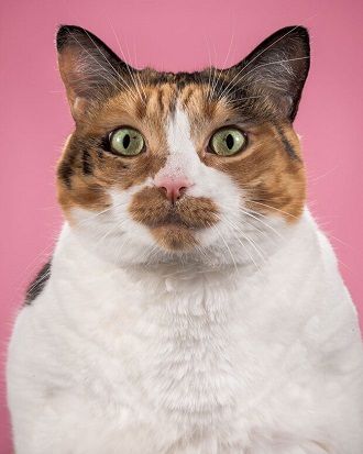толстый кот фото