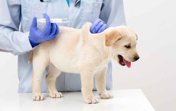 вакцинация щенка фото