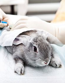 вакцинация кроликов фото