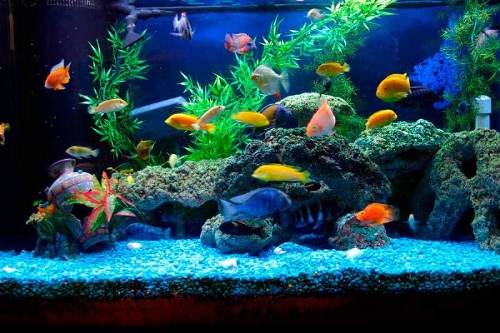 аквариум фото