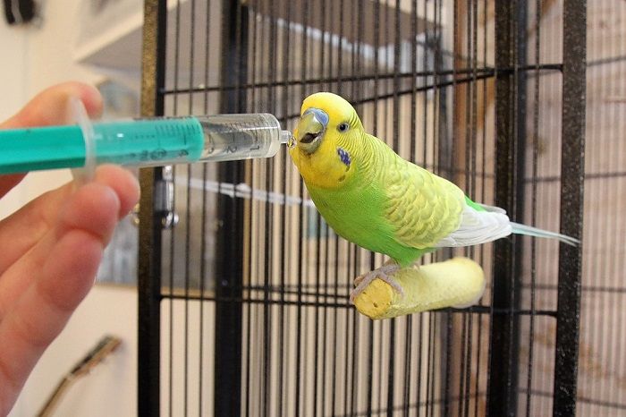 попугай пьет воду