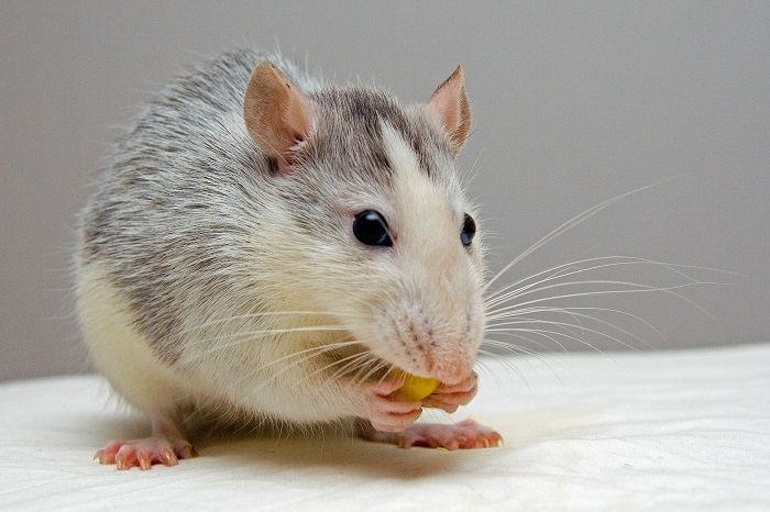 крыса ест сыр фото