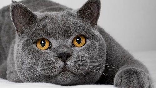 10 самых больших пород кошек - интернет зоомагазин ЗооСити - Zoo61 -  Страница статьи - Zoo61.ru
