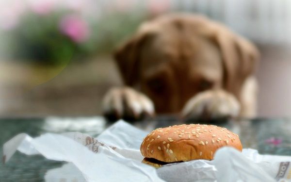 собака и человеческая еда фото