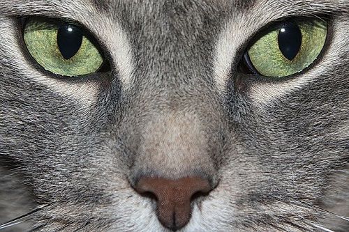 кошачьи глаза