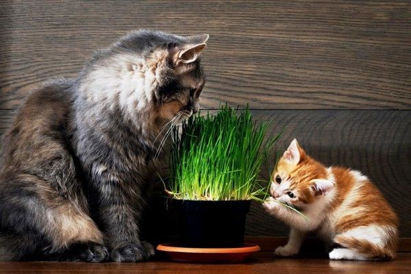 Всё, что вы хотели знать о траве для кошки - интернет зоомагазин ЗооСити -  Zoo61 - Страница статьи - Zoo61.ru