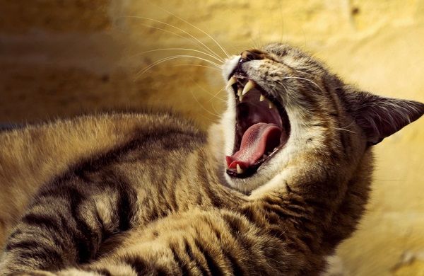 Почему у кошки пахнет изо рта? - интернет зоомагазин ЗооСити - Zoo61 -  Страница статьи - Zoo61.ru