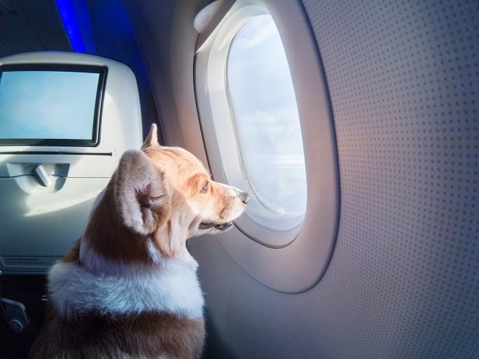 Путешествие с собакой в самолете