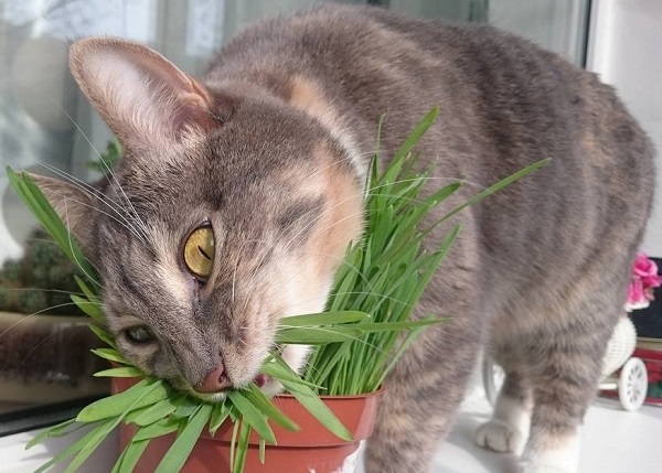 Как наладить отношения кошки и комнатных растений