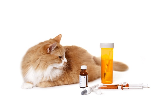 Как дать кошке таблетку или жидкое лекарство? - интернет зоомагазин ЗооСити  - Zoo61 - Страница статьи - Zoo61.ru