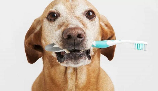 собака с зубной щеткой