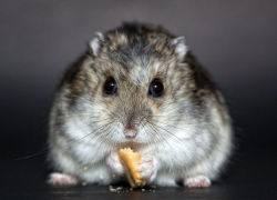 Чем кормить грызунов? Подробный гайд по кормлению крыс, мышей, хомячков и морских свинок