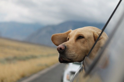 Приучить собаку ездить в машине за 7 простых шагов