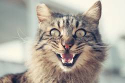 ​Кошка дышит ртом: 5 нормальных и 6 опасных причин