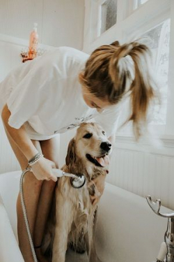 ​Как приучить собаку к мытью лап, вычёсыванию, стрижке когтей и другим неприятным процедурам