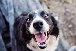 Почему рычит собака? Венгерские учёные выяснили, универсален ли «язык» собачьего рыка