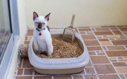 ​Можно ли смывать наполнитель для кошачьего туалета в унитаз?