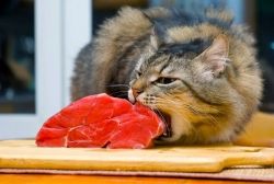 ​Чем точно не стоит кормить кошку