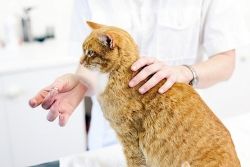 ​Инструкция: как дать кошке таблетку