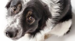 ​6 мифов о вашей собаке, которые давно пора развенчать