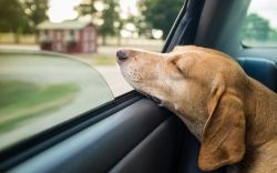 Собака и машина: что нужно знать о путешествии с питомцем
