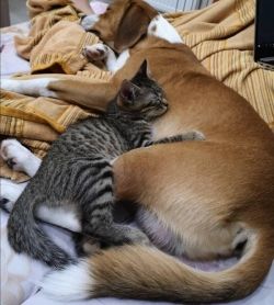 Как кошка с собакой: налаживаем контакт между питомцами