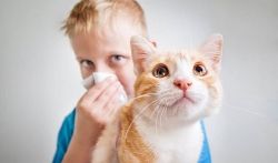 Какую кошку завести аллергику? 7 гипоаллергенных пород кошек