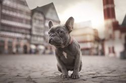 Управляемая городская собака. Что такое социализация щенка, и зачем она нужна?