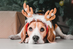 Как понять, что животное в стрессе, и помочь ему пережить новогодние праздники?