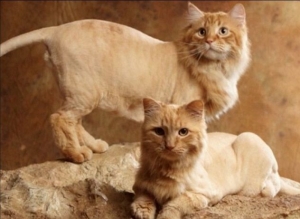 Г​игиеническая стрижка кошек