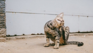 ​Грибки, бактерии, клещи и дерматит: почему чешется кошка?