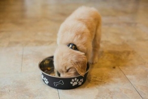 ​«Сушка» или «натуралка»: какой рацион питания собаки лучше?