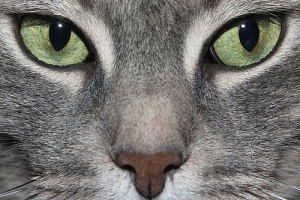 ​Как кошки видят мир: коротко и понятно о кошачьем зрении