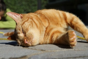 Инструкция: помогаем коту перенести самые жаркие дни лета