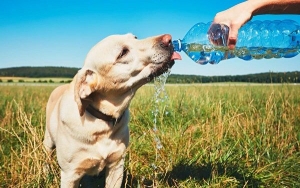 Как защитить собаку от жары? Признаки теплового удара, которые должен знать каждый хозяин!