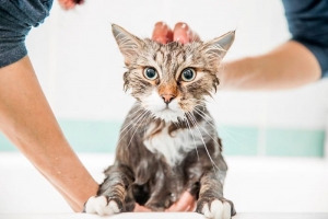 Чем мыть кошку? Рекомендации шампуней