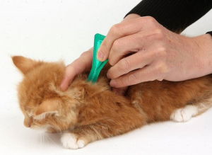 Как обработать котёнка от блох, клещей и глистов