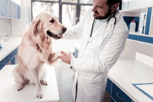 ​Профилактический визит к ветеринару: как, когда, что нужно знать